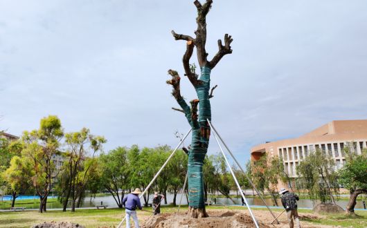 陽(yáng)江一中校友向母校捐贈(zèng)200余棵樹木